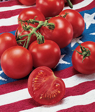 Fourth of July Hybrid Cherry Tomato